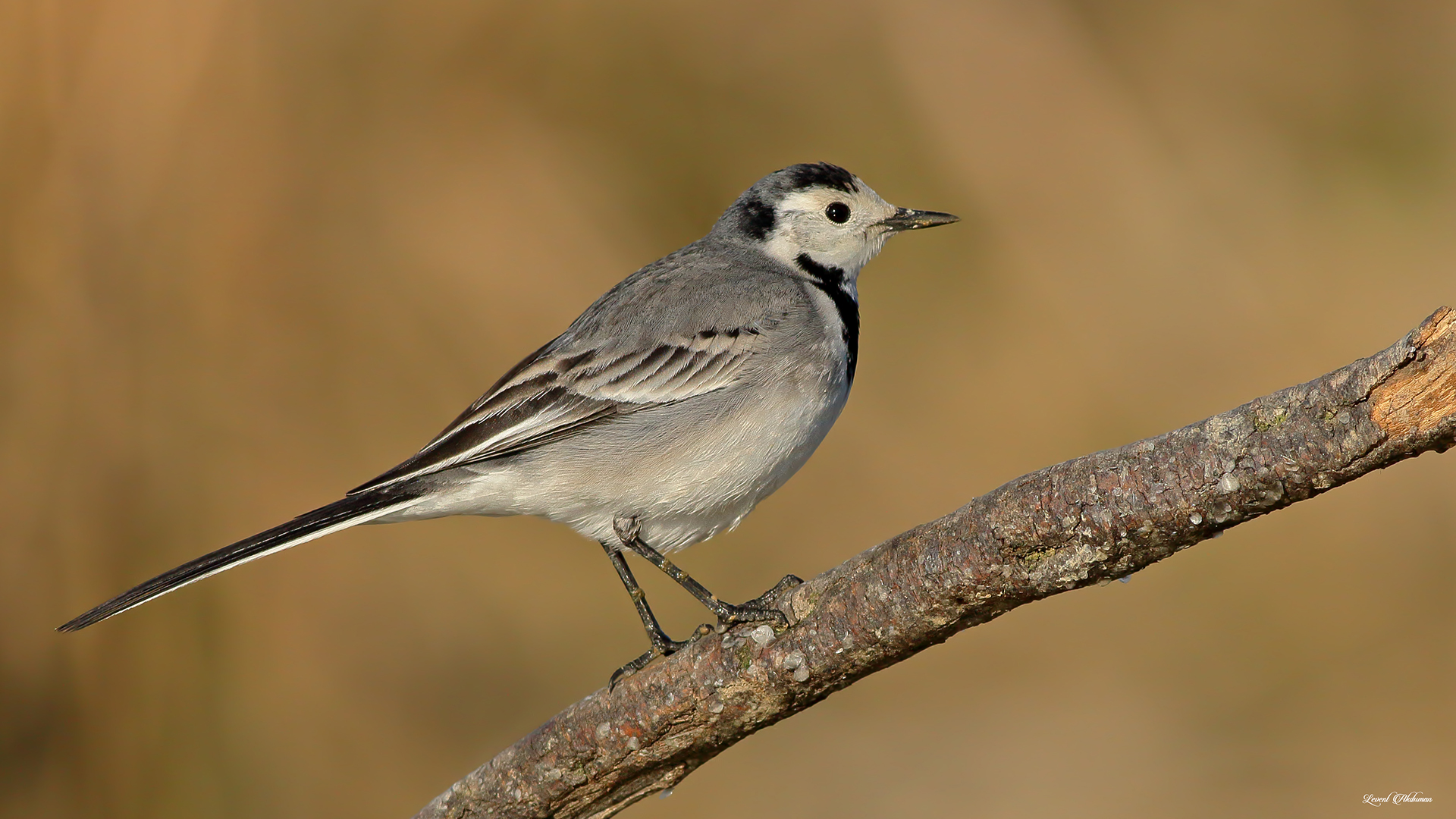 White Wagtail